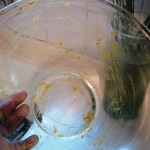 Gadget Review: The Bowl Scraper