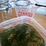 2009-08-09 - Battle Rosemary Kohlrabi 041
