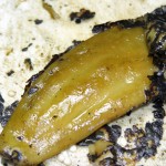 Close-up of a single chile as the skin is being removed