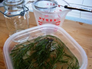 2009-08-09 - Battle Rosemary Kohlrabi 041