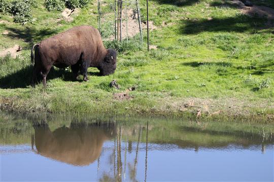 One of Catalina Island's Wild Bison