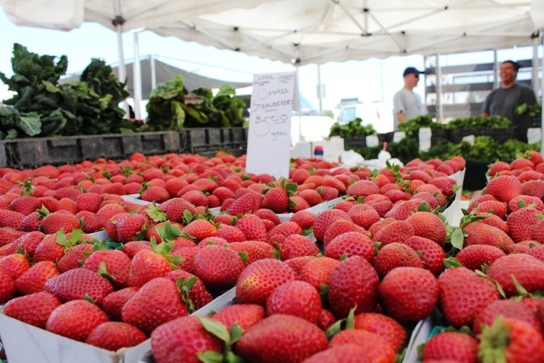 Sweet, Juicy Straeberries Lined and Ready to Go!